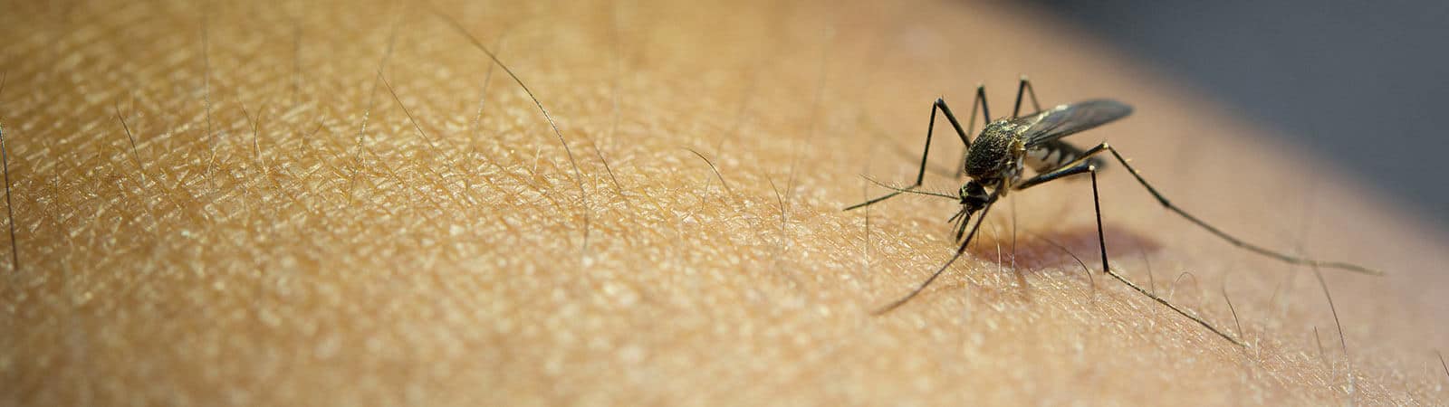 Chikungunya vaccine in Dengue vaccine in Covid Vaccination in Woodhouse, Loughborough, Quorn, Mountsorrel, Coalville & Barrow upon Soar