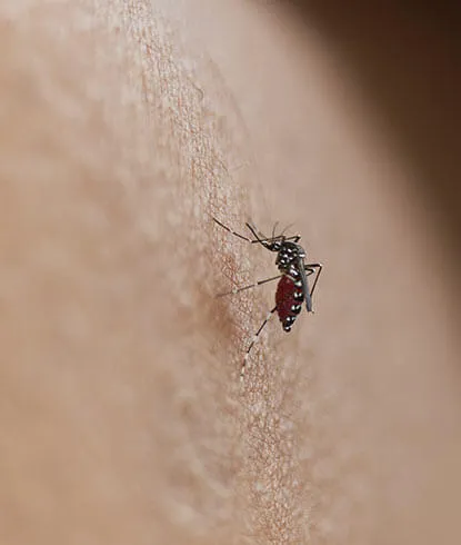 Dengue