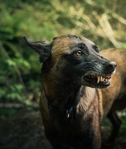 Rabies Vaccine
